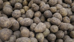 Более 60% картофеля высадили на полях Ставрополья